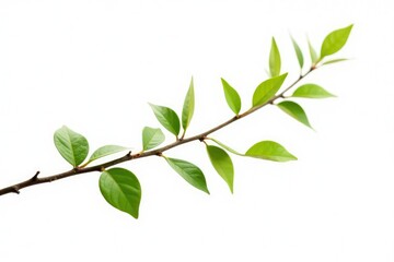 Long thin branch with small leaves and twigs isolated on white background, small, delicate, leafy