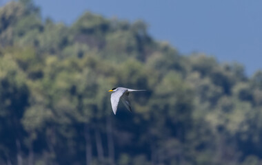 River tern (Sterna aurantia) fishing in the ram ganga river of jim corbett.