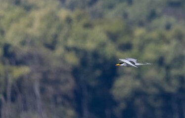 River tern (Sterna aurantia) fishing in the ram ganga river of jim corbett.