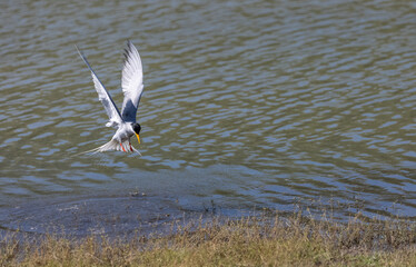 River tern (Sterna aurantia) fishing in the ram ganga river of jim corbett.