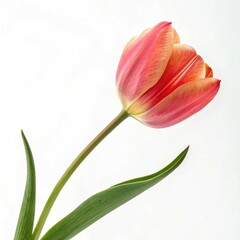 Naklejka premium red tulip on white background