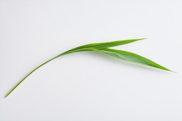 Obraz premium Fresh, vibrant green leaves