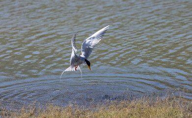 River tern (Sterna aurantia) fishing in the ram ganga river of jim corbett.