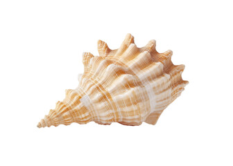 Close up of a textured conch shell with pointed crown, isolated on transparent background. Concept of marine life, summer, decoration.