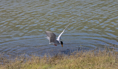 River tern (Sterna aurantia) fishing in the ram ganga river of jim corbett.