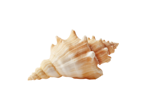 Close up of a textured conch shell with a spiral pattern, isolated on transparent background. Summer, vacation, and nature concepts.
