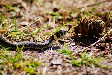 snake in the grass