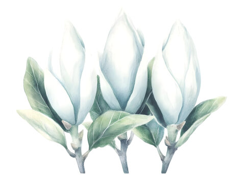 "Magnolia Buds" Images – Browse 270 Stock Photos, Vectors, and Video ...