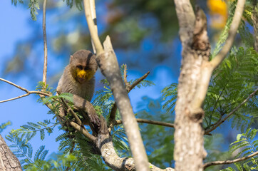 Cute baby monkey with yellow face perching on tree branch in the indian forest. 