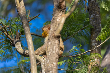 Cute baby monkey with yellow face perching on tree branch in the indian forest. 