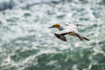 Muriwai Gannet Colony Beach