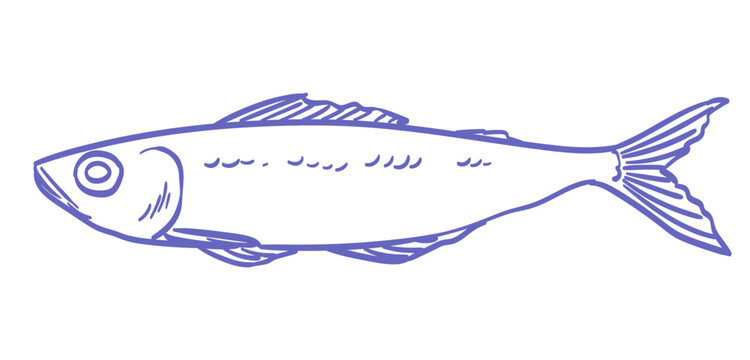 Hand drawn isolated Sardine Print. Vintage engraving illustration in ink line art style for t shirt, canvas, poster or placard, collage element. Vector illustration of fish in blue colors.