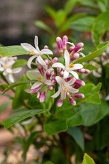 Tangerine tree or Orange tree or Lemon tree blossom flower