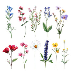 Naklejka premium Wildflowers collection set png