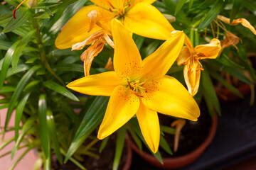 Yellow lily flower in the garden