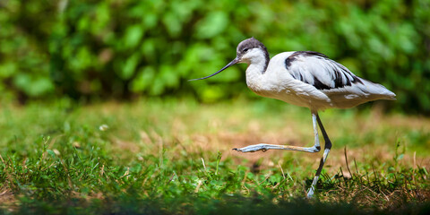 Pied Avocet walking in the grass. Recurvirostra avosetta, Bioparc, Doué la Fontaine, Doué en...