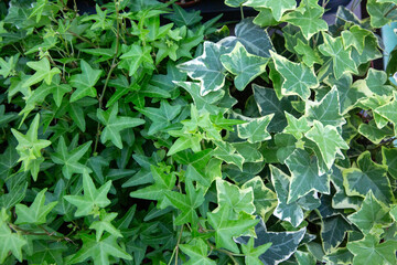 Hedera helix is ​​a species of ivy from the Araliaceae family, native to Europe and Southwest Asia. © Esin Deniz