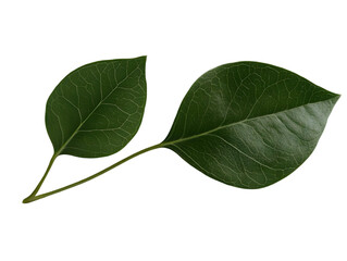 Two Detailed Green Leaves on Branch, Isolated Background Illustration