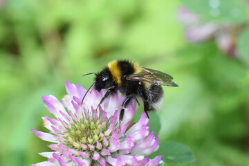 Yellow and black bumblebee collecting nectar in a red clover flower