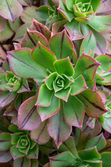 Aeonium arboreum var. atropurpureum succulent plant