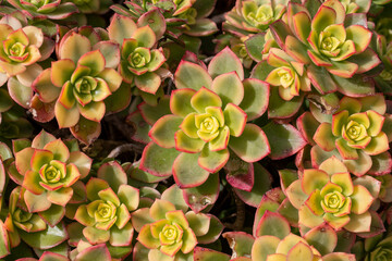 Aeonium haworth 'Dream Color', commonly known as Kiwi Aeonium, has pale green, cream and red colors.