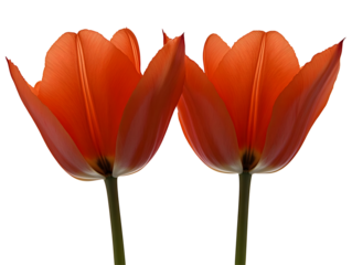 Two Orange Tulips Isolated On Transparent Background - Floral Illustration