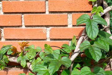 Ipomoea nil is a plant species belonging to the Ipomoea genus.
