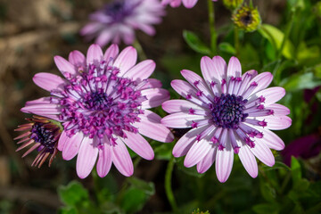 Obraz premium Osteospermum fruticosum flowers in full bloom