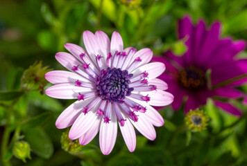 Obraz premium Osteospermum fruticosum flowers in full bloom
