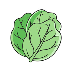 Illustration of fresh green lettuce leaves vegetable salad ingredient healthy eating vegan food diet nutrition