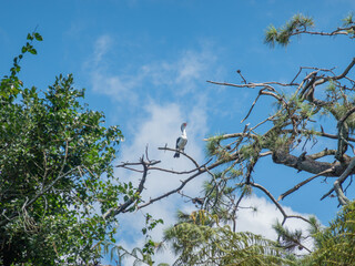Pied shag high on branch above with beak open squawking