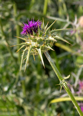 Wild plant; scientific name; Silybum marianum