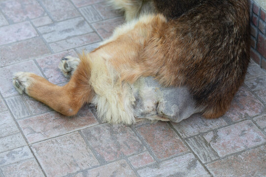 Caudotomy on German shepherd dog showing symptoms of mange disease