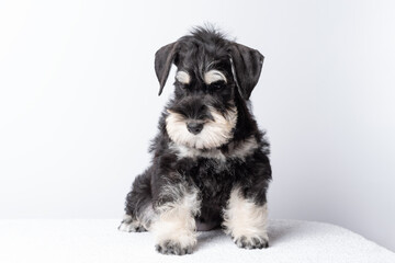 A sad, lonely Schnauzer puppy is sad without a Owner, cope space for your text. Cute black and white schnauzer puppy sitting calmly, on plain light background, concept of pet love