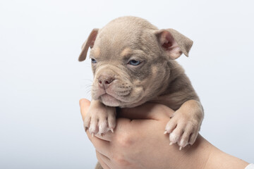 Cute brown puppy resting on human hand against light background close-up photo. Adorable brown puppy being gently held in a hand, isolated on light background. Concept of pet care, love and innocence