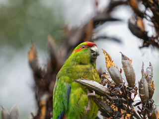 Red-crowned parakeet feeding on flax seed