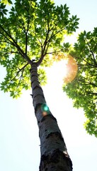 Fototapeta premium Tree branches stretching towards the sky against a bright white background, sunlight, landscape