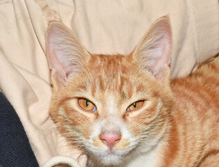 Orange cat