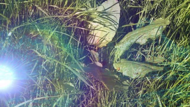 Small green plant being animated in 3D render ground level, featuring ladybug, grass, lens flare