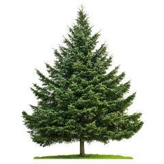 Fototapeta premium Healthy evergreen tree standing tall in bright sunlight with lush green branches during the daytime