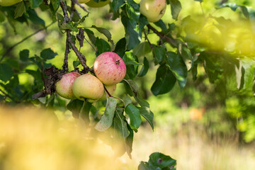 Apple background. Fresh apples from the orchard. Apple harvest ready to be picked from the orchard. Healthy to eat.	