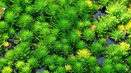 Beautiful Korean garden scenery