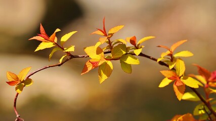 Beautiful autumn garden scenery in Korea