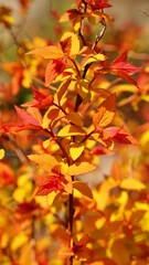 Beautiful autumn garden scenery in Korea