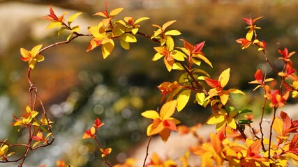 Beautiful autumn garden scenery in Korea