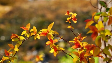 Beautiful autumn garden scenery in Korea