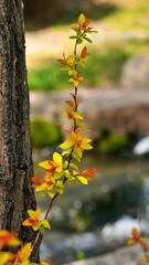 Beautiful autumn garden scenery in Korea