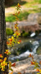 Beautiful autumn garden scenery in Korea