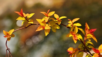 Beautiful autumn garden scenery in Korea