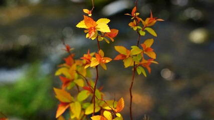 Beautiful autumn garden scenery in Korea